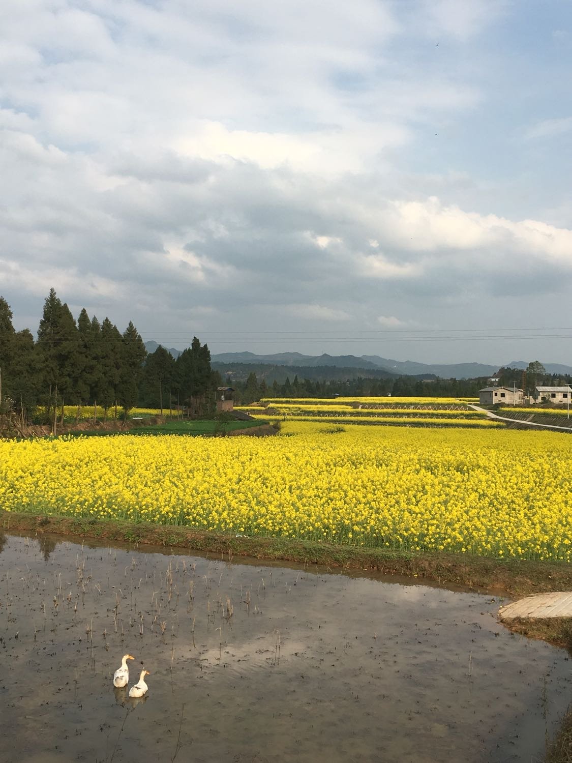 巴市太阳庙农场天气预报详解